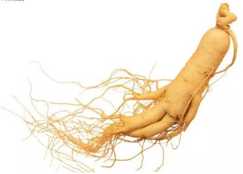 人参它能够护肤美容您知道吗？